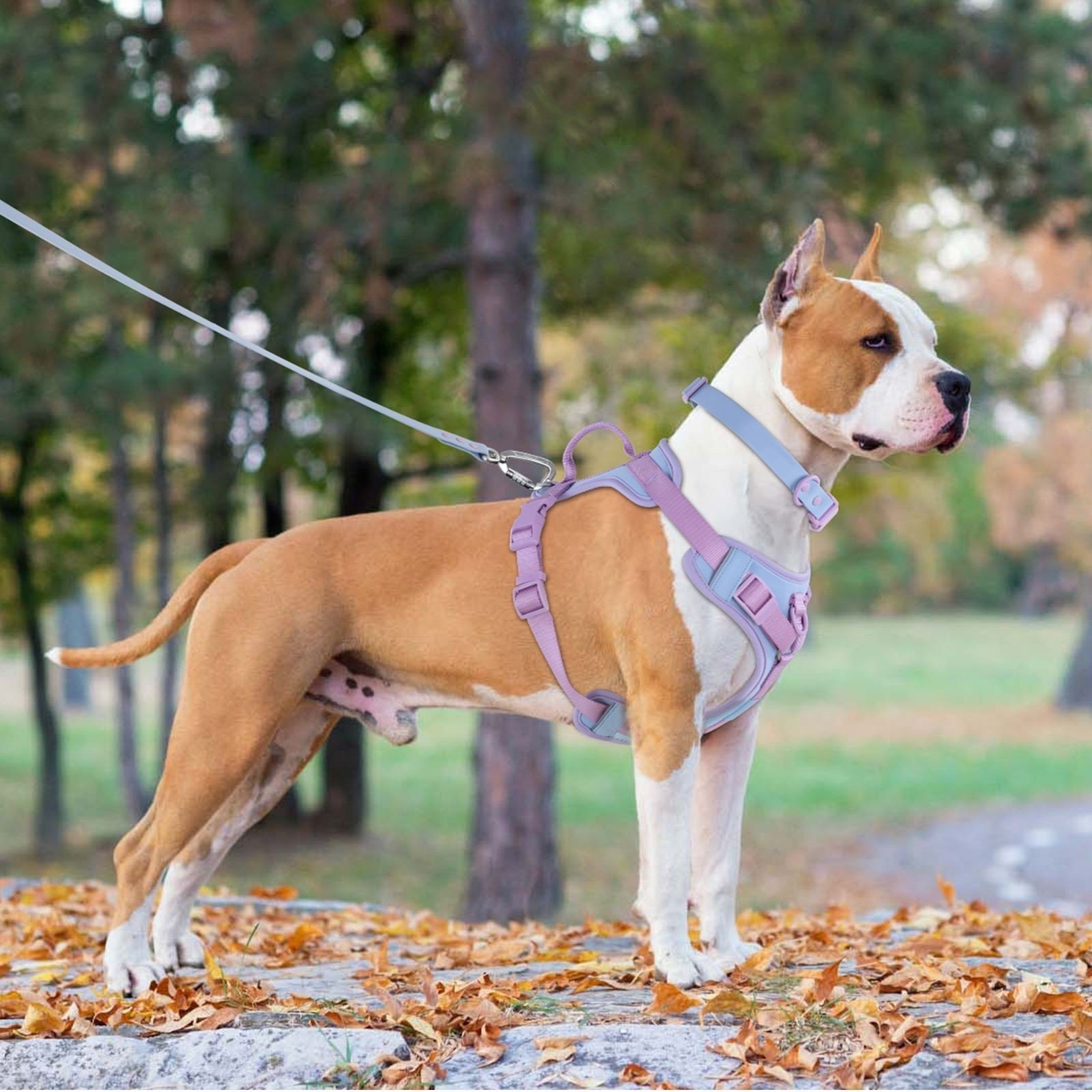 Dog Leash Collar with Chest & Back Strap Harness
