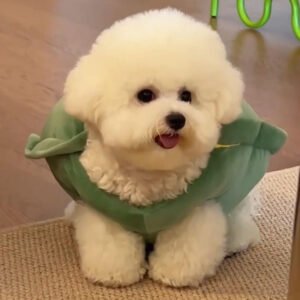 Turtle Shell Pet Vest – Cute Funny Pet Costume