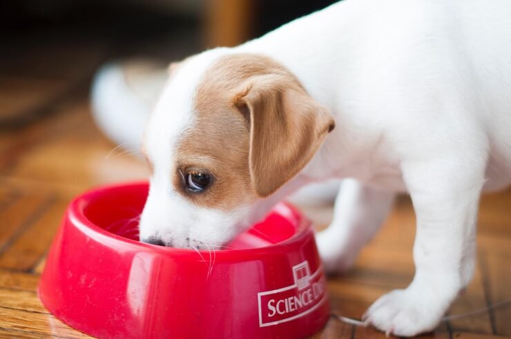 dog and cat accessories